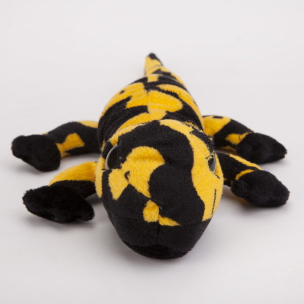 Salamandra czarno-żółta 40 cm