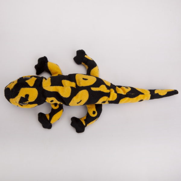 Salamandra czarno-żółta 40 cm