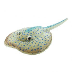 Płaszczka plamista 26 cm