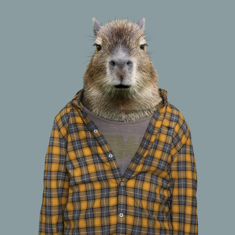 Plakat kapibara koszuli w kratę, portety zwierząt