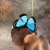 motyl