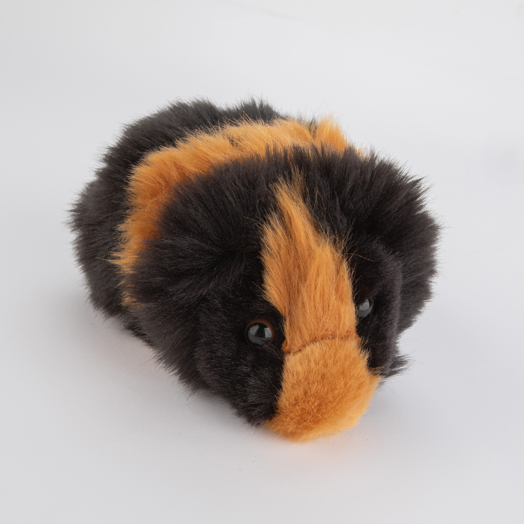 Świnka morska czarna - obrazek 2