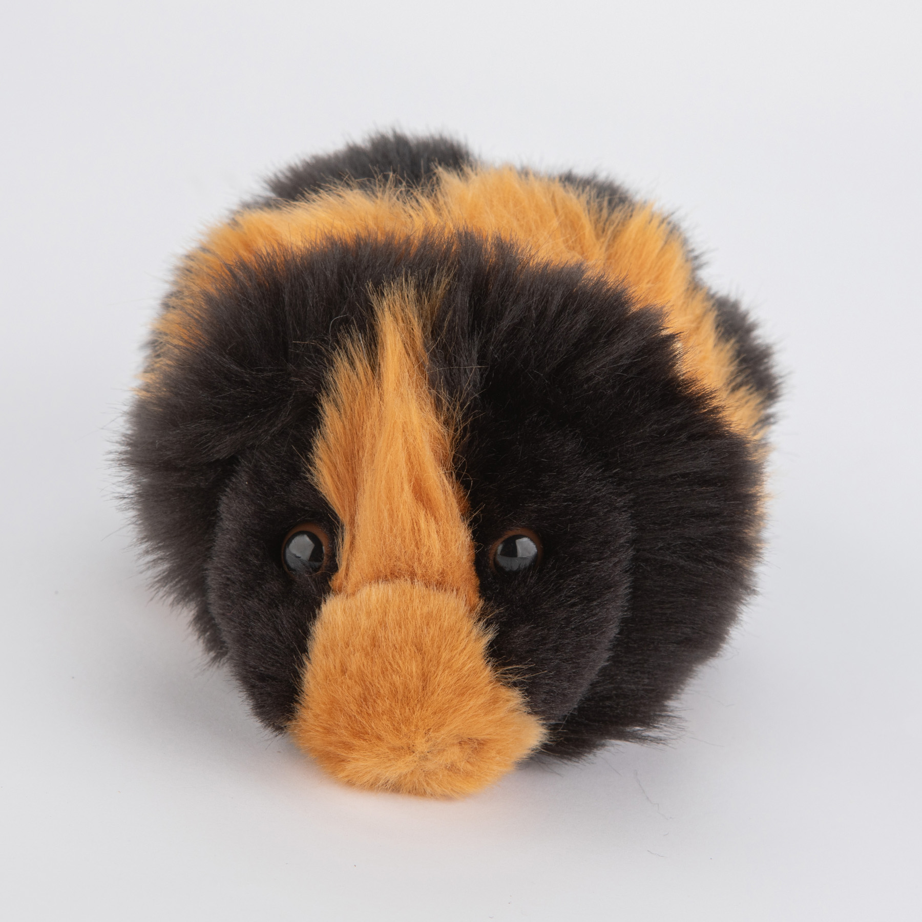 Świnka morska czarna - obrazek 3