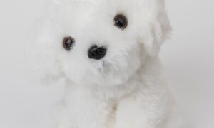 Pies Bichon - maskotka dla dzieci