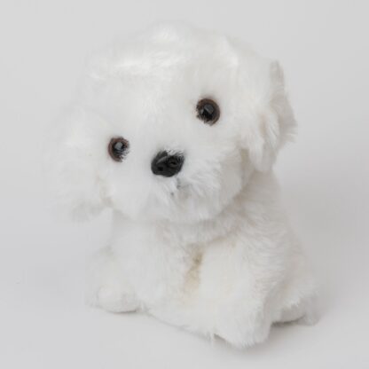 Pies Bichon - obrazek 6