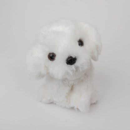 Pies Bichon - obrazek 5